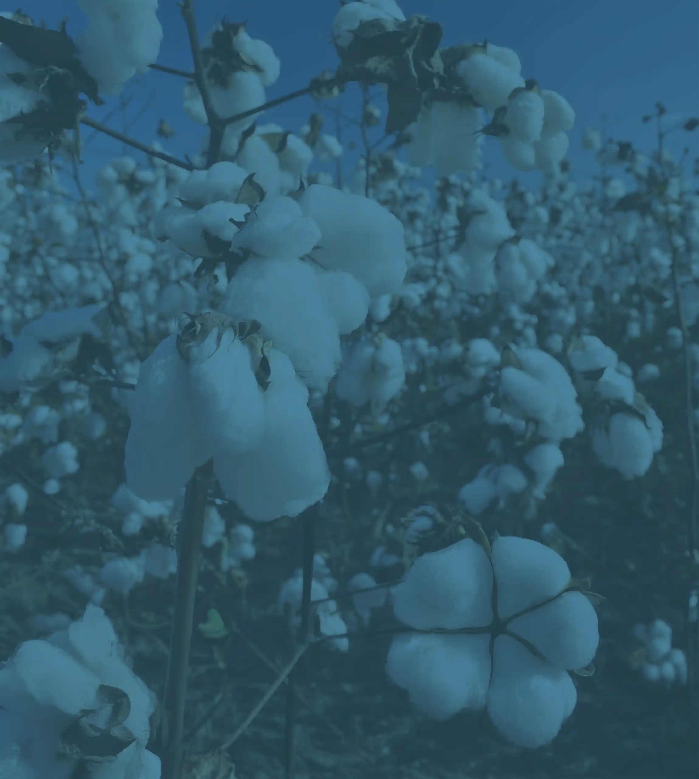 Cotton background dark